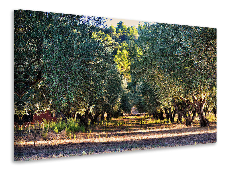 3-piece-canvas-print-magnificent-olive-trees