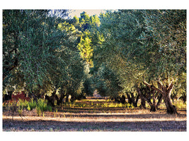3-piece-canvas-print-magnificent-olive-trees