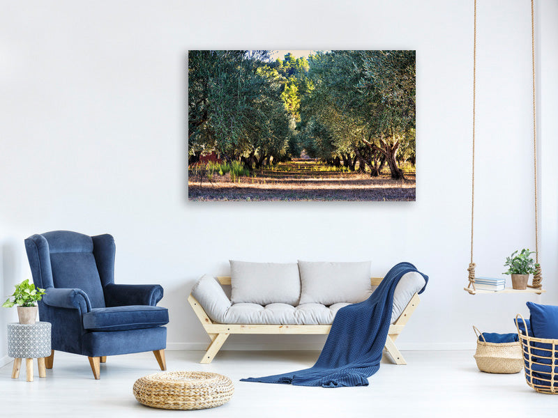 3-piece-canvas-print-magnificent-olive-trees