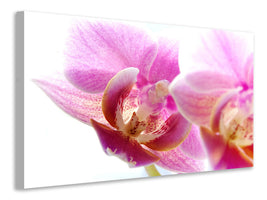 panoramic-canvas-print-magnificent-phalaenopsis