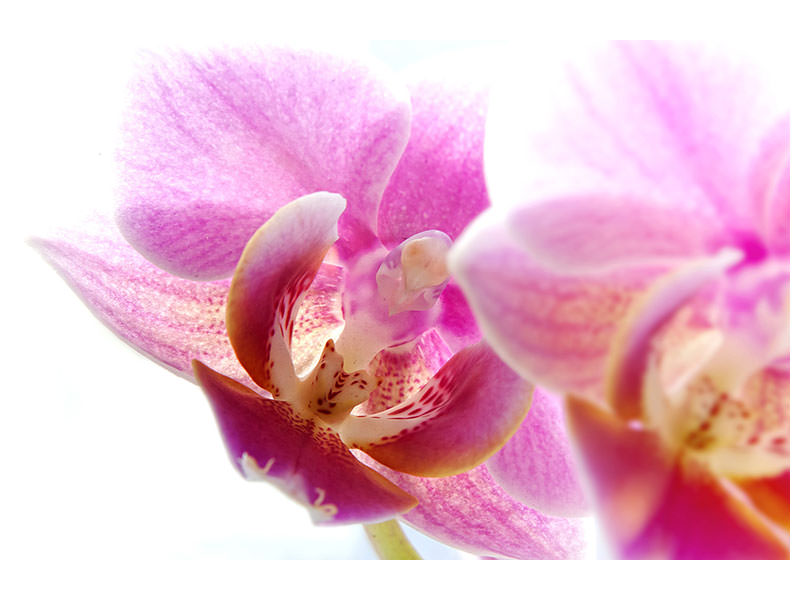 panoramic-canvas-print-magnificent-phalaenopsis