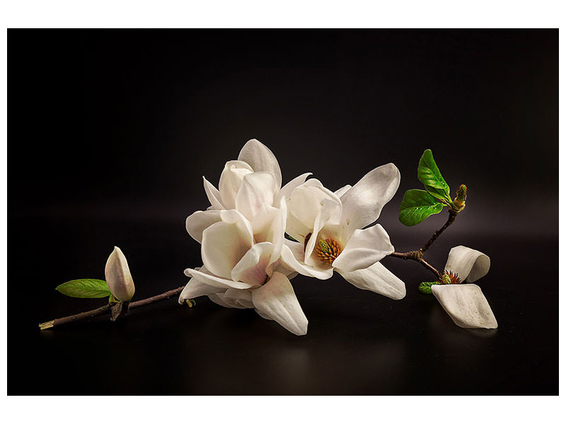 modern-4-piece-canvas-print-magnolia