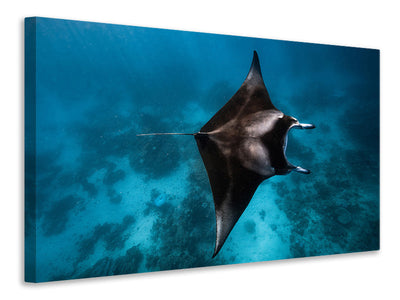 5-piece-canvas-print-manta-fly