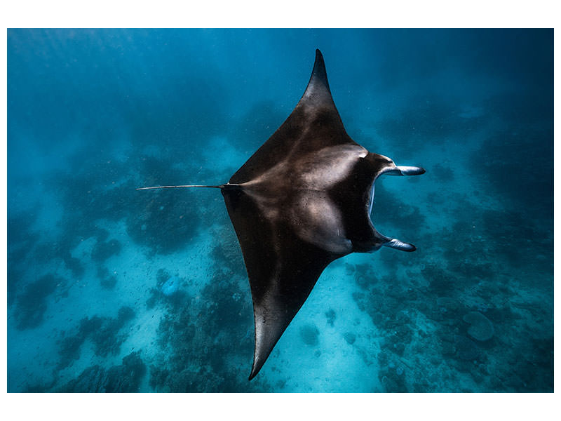 modern-4-piece-canvas-print-manta-fly