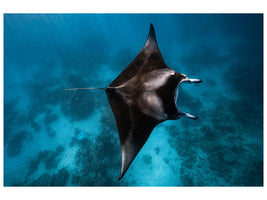 3-piece-canvas-print-manta-fly
