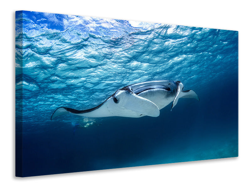 panoramic-3-piece-canvas-print-manta-ray