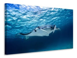 5-piece-canvas-print-manta-ray