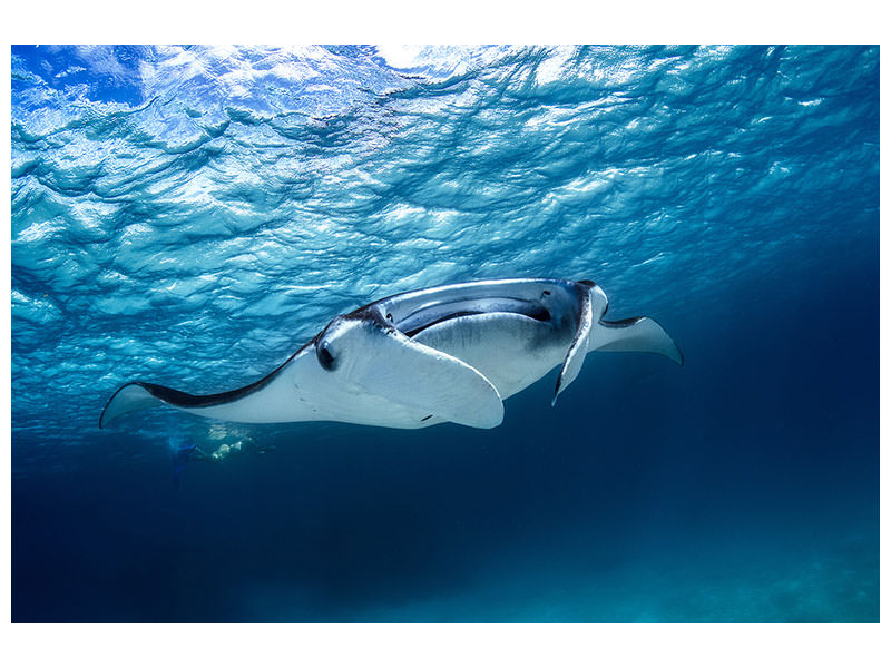 panoramic-3-piece-canvas-print-manta-ray