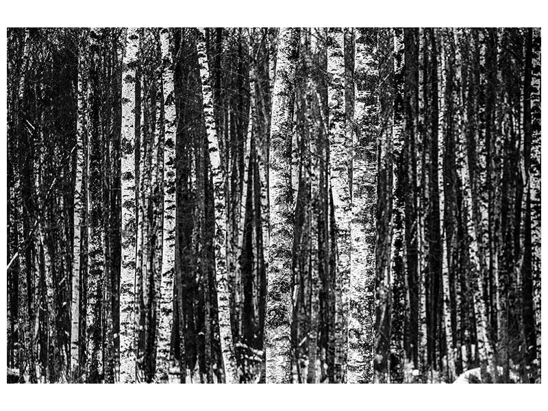 3-piece-canvas-print-many-birches-xl
