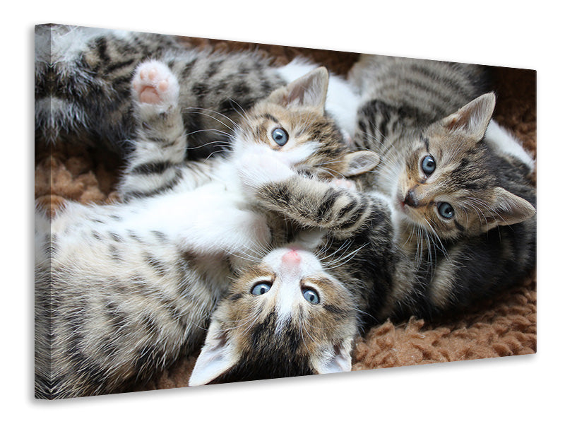 3-piece-canvas-print-many-kittens