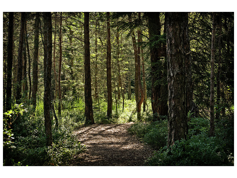 3-piece-canvas-print-many-trees