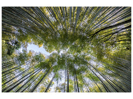 3-piece-canvas-print-many-treetops