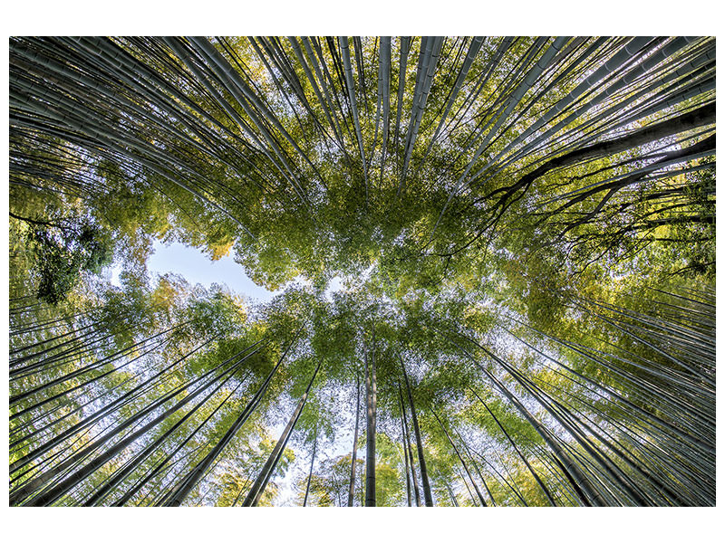 3-piece-canvas-print-many-treetops