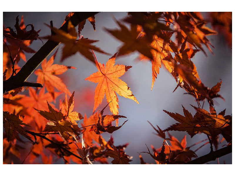 5-piece-canvas-print-maple-leaves-in-autumn