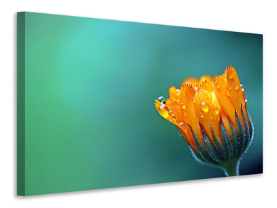 5-piece-canvas-print-marigold-in-morning-dew