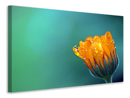 modern-4-piece-canvas-print-marigold-in-morning-dew