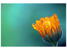 5-piece-canvas-print-marigold-in-morning-dew
