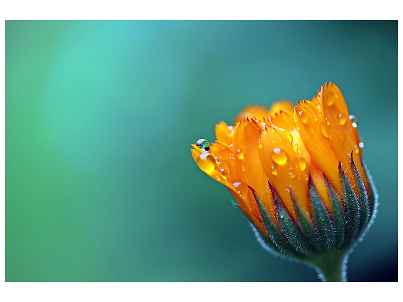 modern-4-piece-canvas-print-marigold-in-morning-dew