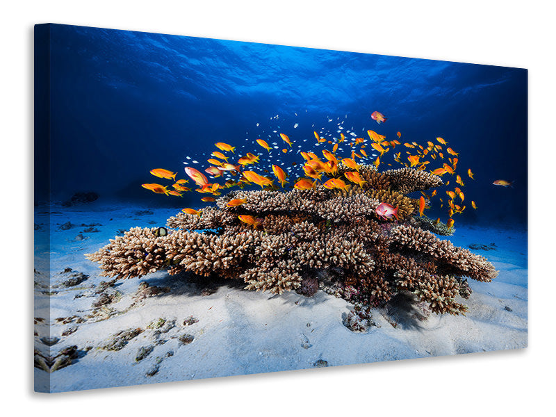 modern-3-piece-canvas-print-marine-life