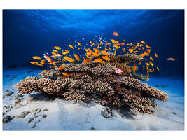 modern-3-piece-canvas-print-marine-life
