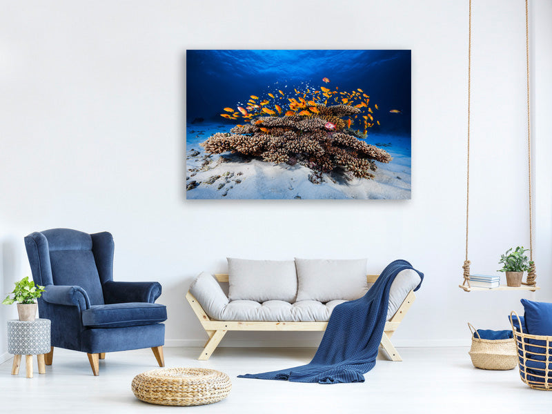 panoramic-3-piece-canvas-print-marine-life