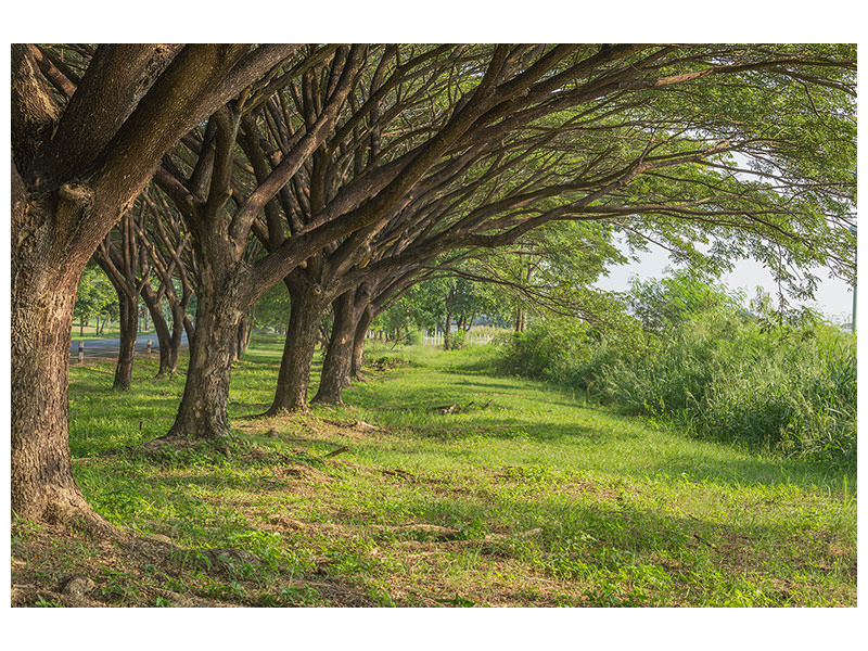 panoramic-canvas-print-mature-trees