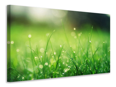 panoramic-3-piece-canvas-print-meadow-with-morning-dew