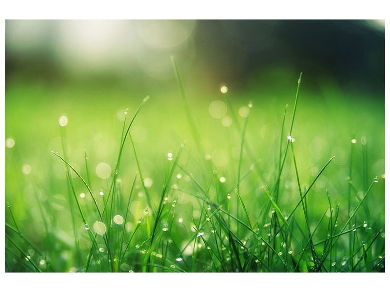 panoramic-canvas-print-meadow-with-morning-dew