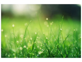 modern-4-piece-canvas-print-meadow-with-morning-dew