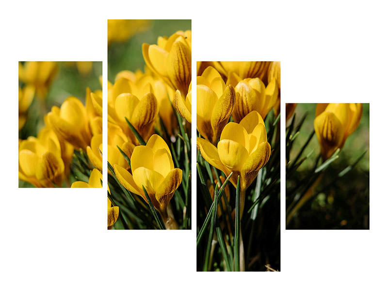 modern-4-piece-canvas-print-crocuses-in-spring