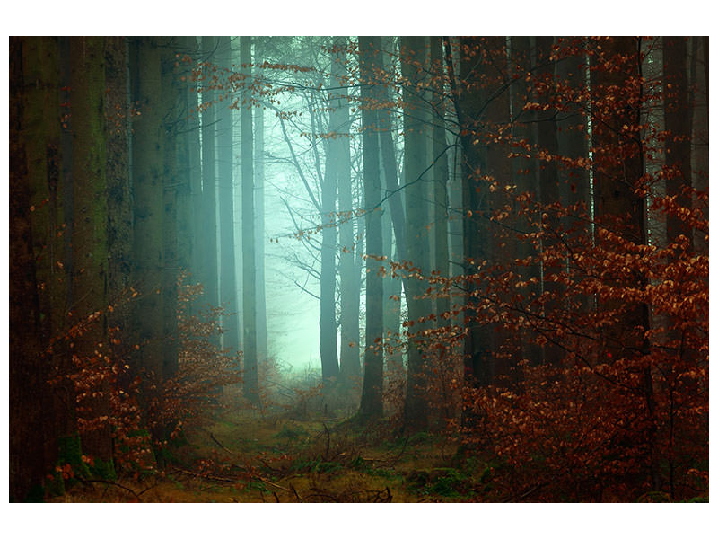 5-piece-canvas-print-mood-in-the-forest