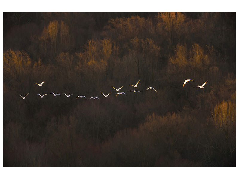 3-piece-canvas-print-morning-mood