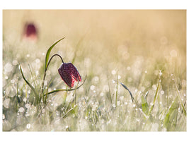 panoramic-3-piece-canvas-print-morningdew