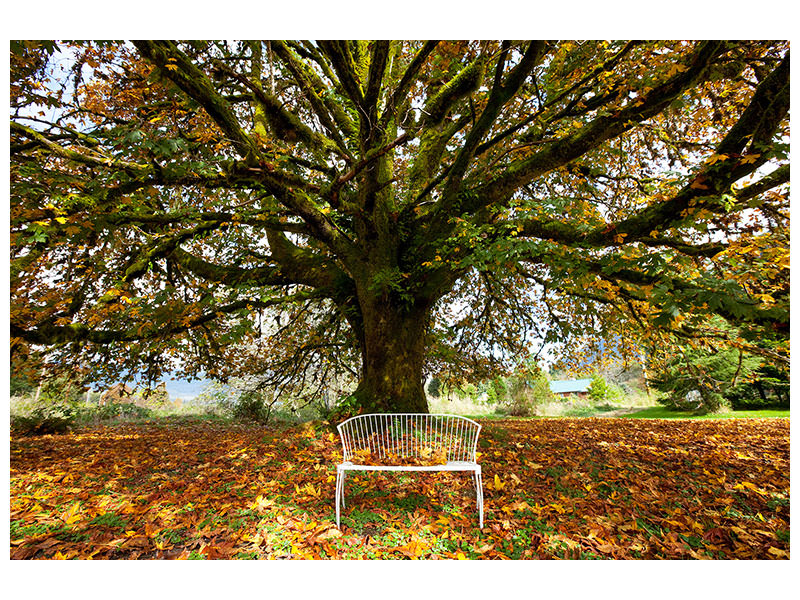 5-piece-canvas-print-my-favorite-tree