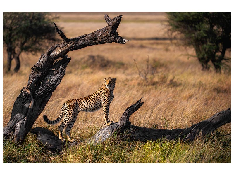 canvas-print-my-pose-x