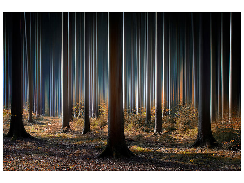 5-piece-canvas-print-mystic-wood