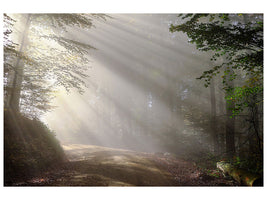 3-piece-canvas-print-mystical-light-in-the-forest