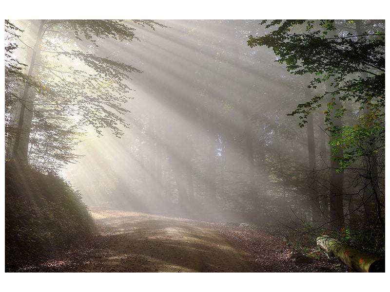 3-piece-canvas-print-mystical-light-in-the-forest