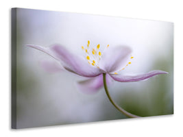 5-piece-canvas-print-nemorosa-ii