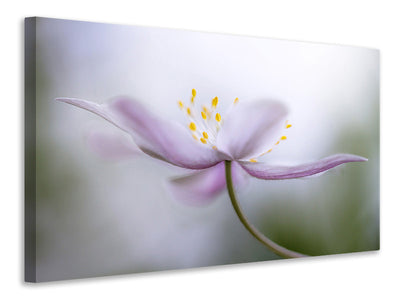 5-piece-canvas-print-nemorosa-ii