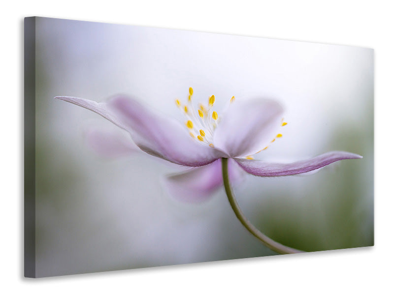 3-piece-canvas-print-nemorosa-ii