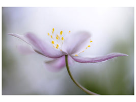 panoramic-3-piece-canvas-print-nemorosa-ii