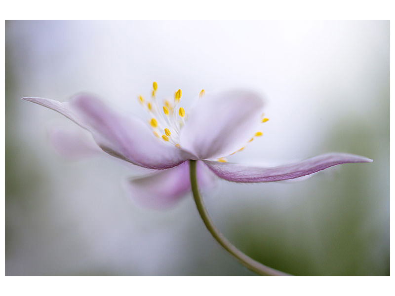 3-piece-canvas-print-nemorosa-ii