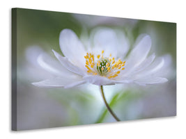 5-piece-canvas-print-nemorosa-nirvana