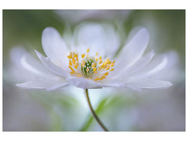 modern-4-piece-canvas-print-nemorosa-nirvana