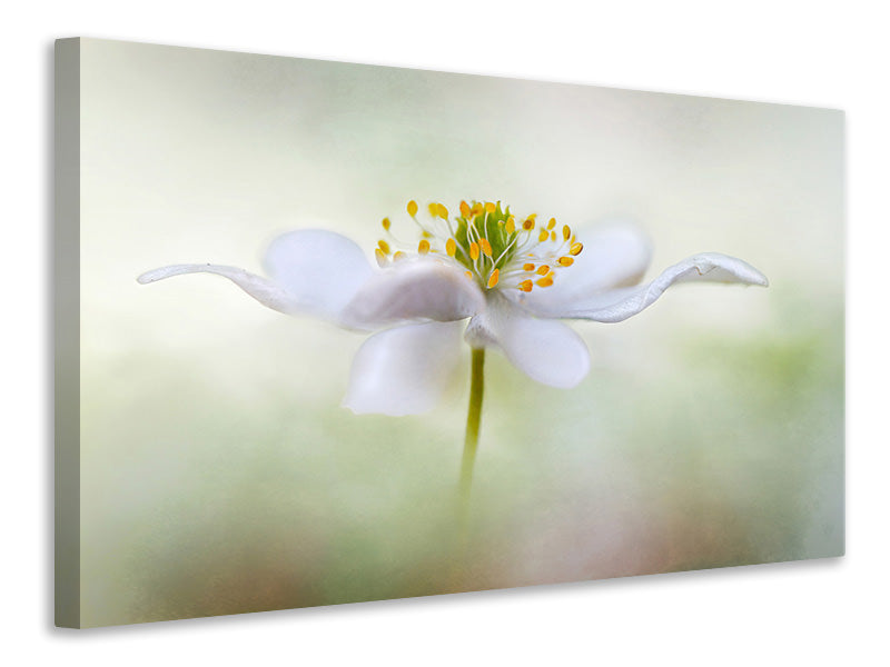 4-piece-canvas-print-nemorosa