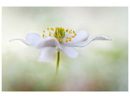 5-piece-canvas-print-nemorosa