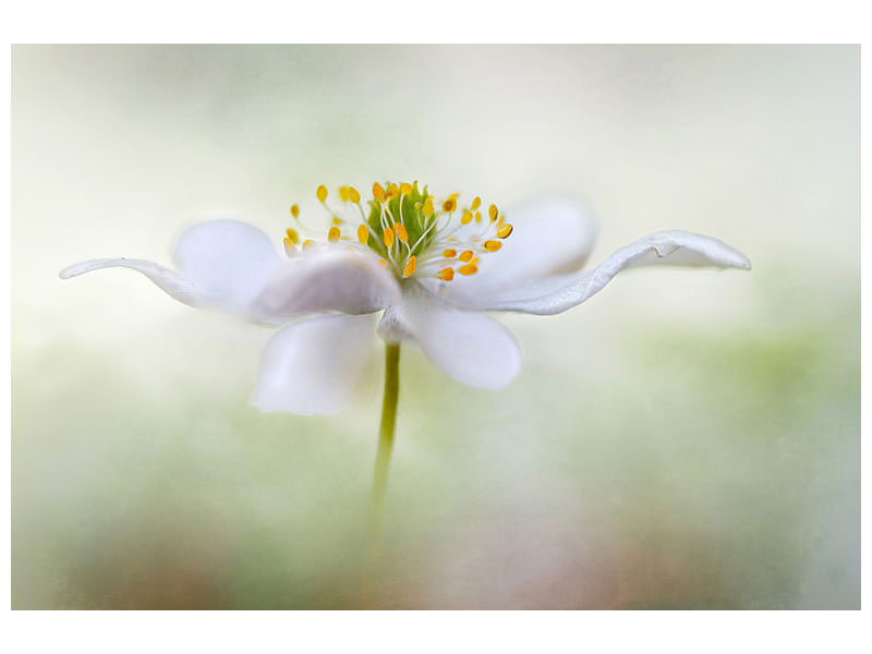 modern-3-piece-canvas-print-nemorosa