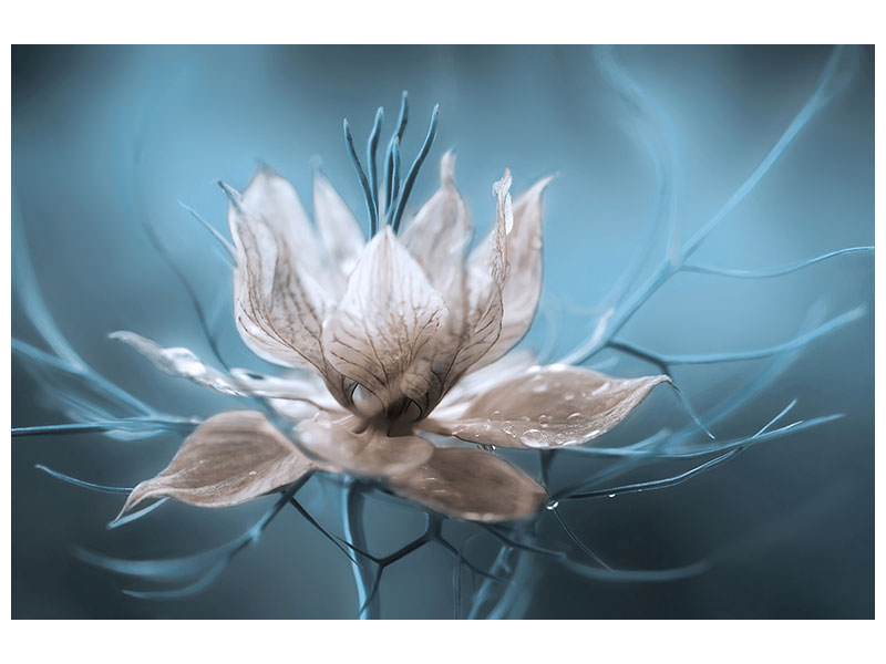 4-piece-canvas-print-nigella
