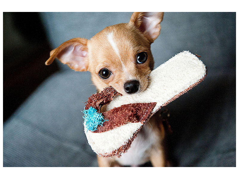 3-piece-canvas-print-obedient-chihuahua